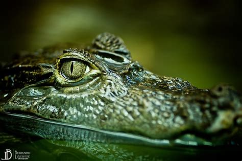 Caiman Crocodilus Bernard Lacotte Flickr