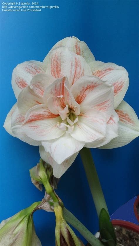 Plantfiles Pictures Amaryllis Nymph Hippeastrum By Micquie