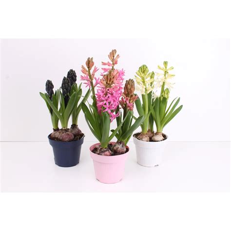 Hyazinthe Verschiedene Farben Topf Ca Cm Hyacinthus Kaufen Bei Obi