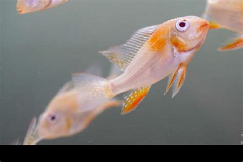 Albino Threadfin Acara Acarichthys Heckelii Dans Fish