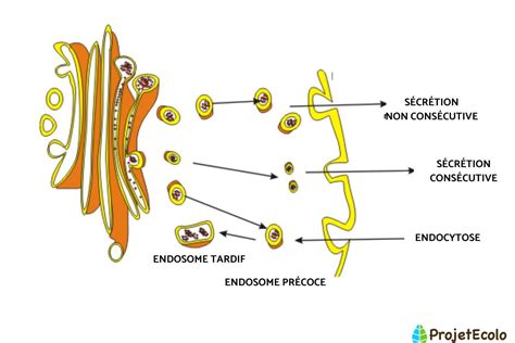 Appareil de Golgi Définition rôle et schéma