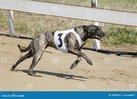 Running Racing Greyhound Dog on Racing Track Editorial Photography ...