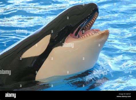 Surfacing Orca Whale Mouth Open Teeth And Tongue Showing Stock Photo