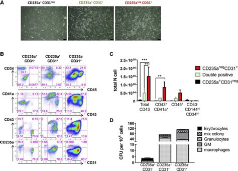 Early Human Hemogenic Endothelium Generates Primitive And Definitive