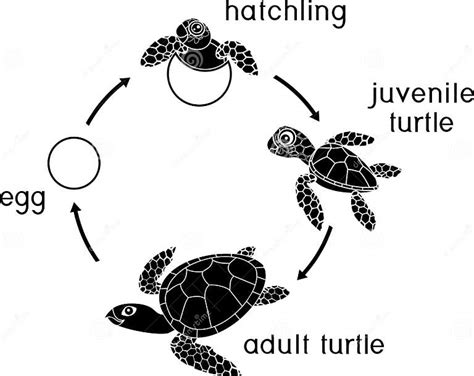 Ciclo De Vida De La Tortuga De Mar Secuencia De Etapas Del Desarrollo