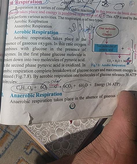 Respiration is a series of comple redox reactions In this process the bre..