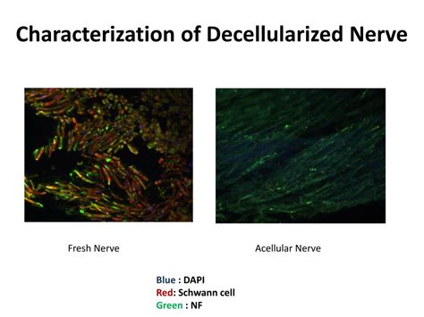 PPT Acellular Grafts For Peripheral Nerve Repair PowerPoint