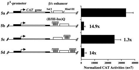 Positional Enhancer Blocking Activity Of The Chicken Globin Insulator