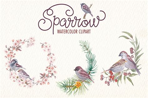 Sparrow Bird Watercolor Clipart 66241 Illustrations Design Bundles