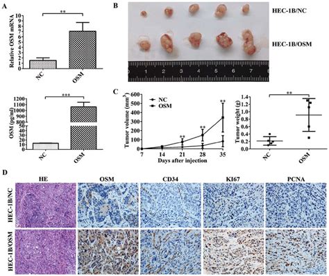 Tumorigenicity Assays In Nude Mice A Stable Transfection Of Hec B