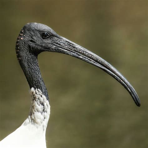 Australian White Ibis Threskiornis Moluccus Crocodiles Birds Snakes