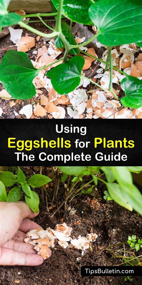 Crushed Eggshells Made Into Eggshell Powder Enrich The Soil For Potted