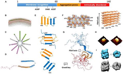 Frontiers Versatile Structures Of α Synuclein