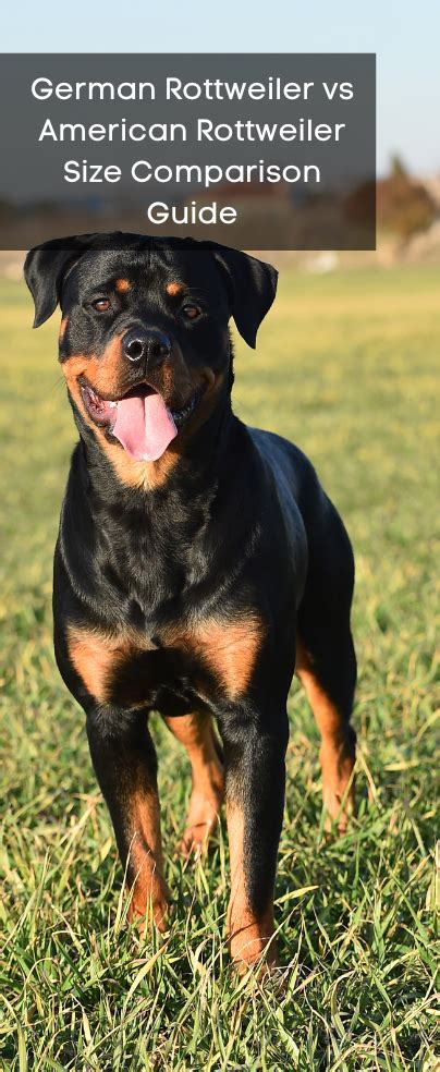 German Rottweiler Vs American Rottweiler Size Comparison Guide In 2023