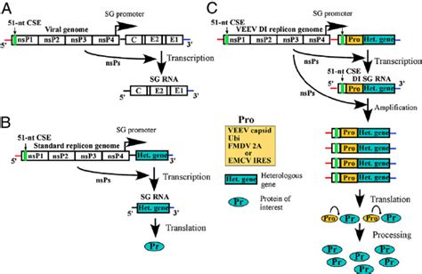 The Schematic Representation Of Alphavirus Vectors And Protein Download Scientific Diagram