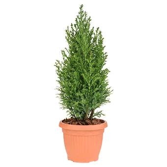 Arbol ciprés en maceta - Auto Mercado