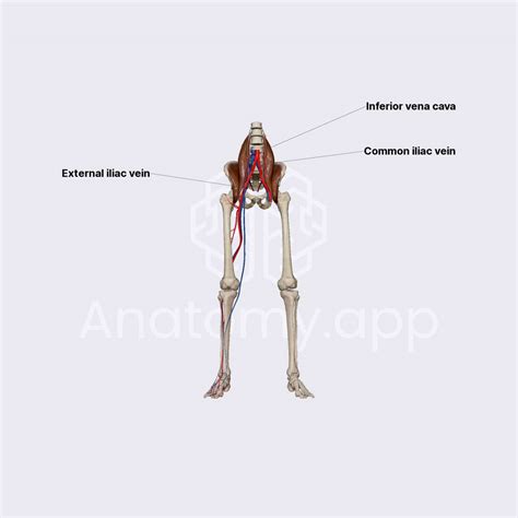 veins   limb anatomyapp