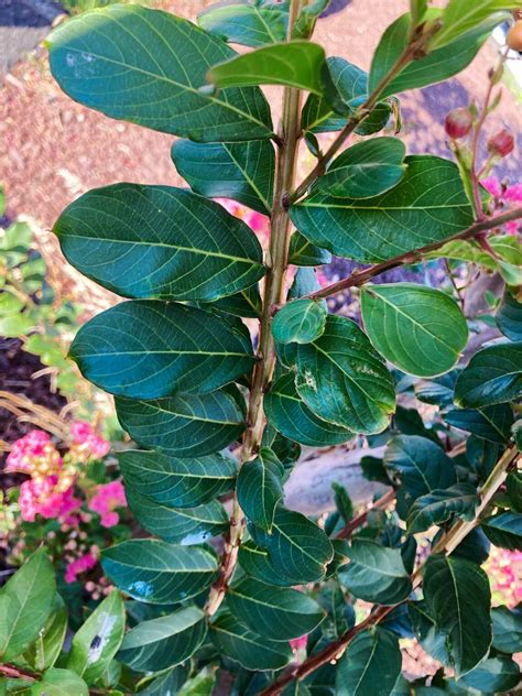 Crepe Myrtle Leaves Photo Stein Mixed Media