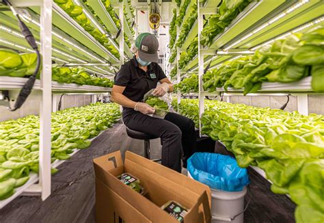 Brick Street Farms: The Future of Farming - Tampa Magazine