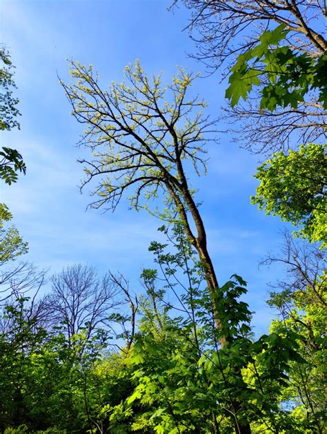 Pin auf Голосеевский Лес🐦☀️🪵🌳🌿