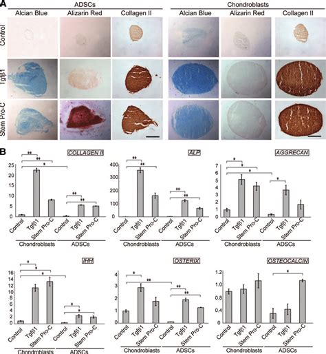 Chondrogenic And Osteogenic Differentiation Of Pediatric Adsc And Download Scientific Diagram