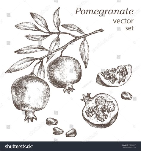 2,877 Pomegranate Tree Draw Images, Stock Photos & Vectors | Shutterstock