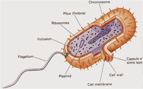 Ciri Struktur Dan Bentuk Bakteri Blog E Enyong