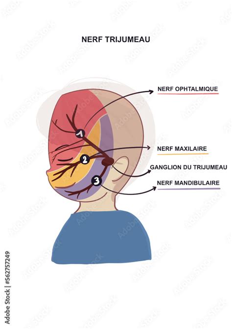 Sch Ma Ludique Pour Illustrer Le Nerf Trijumeau Dessin De Visage D