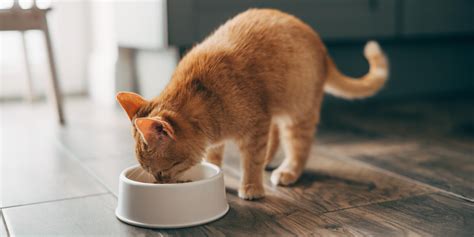 Changing Cat Food: How to Transition Your Cat to New Food | Purina US