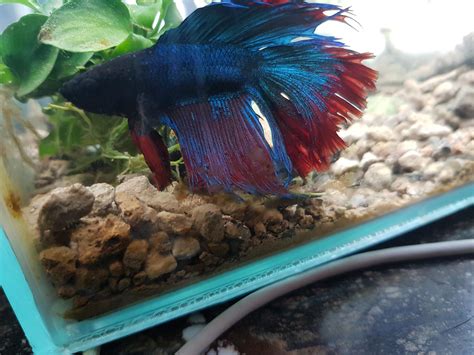 My betta has been bloated for a while now and he isn't moving much