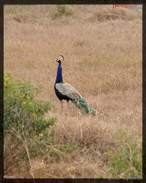 Protogenic Portrayals Jitesh Raghuwanshi Photography Peacock After