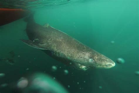 Scientists reveal longevity secret of Greenland sharks that live to 500 ...