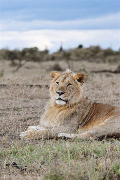 Days Masai Mara Lake Nakuru Amboseli Kenyan Safari Wildlife