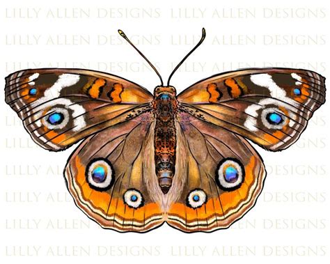 Common Buckeye Butterfly Png Sublimation Design Butterfly Png Hand