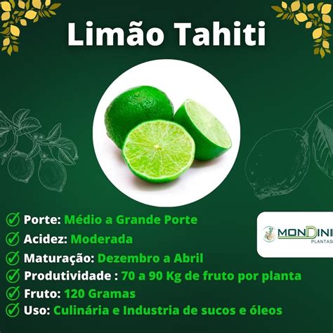 Muda De Lim O Tahiti Enxertada