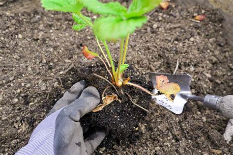 How To Grow And Care For Everbearing Strawberries