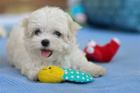 How To Choose A Toy For Your Dog - Considerations For Dog Toys