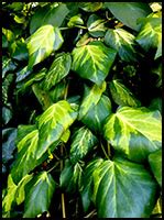 Hedera Colchica Sulphur S Heart Spoorplant