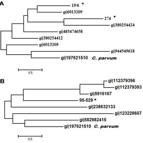 Phylogeny Of T Gondii Isolates By The Mega V 6 Program Using Maximum Download Scientific