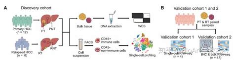 Cell 樊嘉团队首次全面深度剖析早期复发性肝癌的肿瘤免疫微环境 知乎