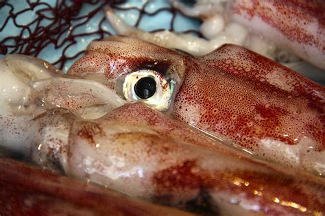 Squid Kalmar Fish Free Photo On Pixabay Pixabay