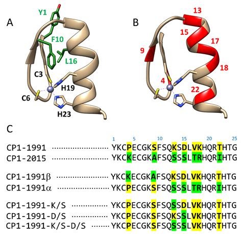 Non Conserved Amino Acid Residues Modulate The Thermodynamics Of Zn II