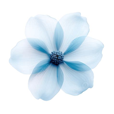 beautiful blue flowers png