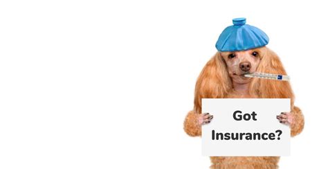 Best Pet Insurance for dogs | Dog health insurance