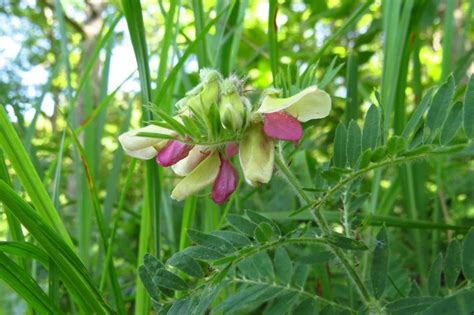 Goats Rue Tephrosia Virginiana Seeds Pure Air Natives