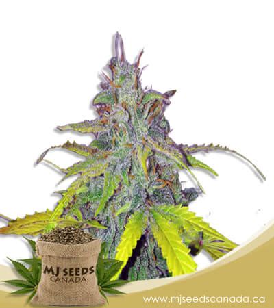 Autoflowering Marijuana Seeds for Sale | MJ Seeds Canada