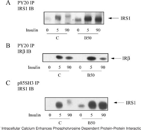 Figure From The Effects Of Intracellular Calcium Depletion On Insulin