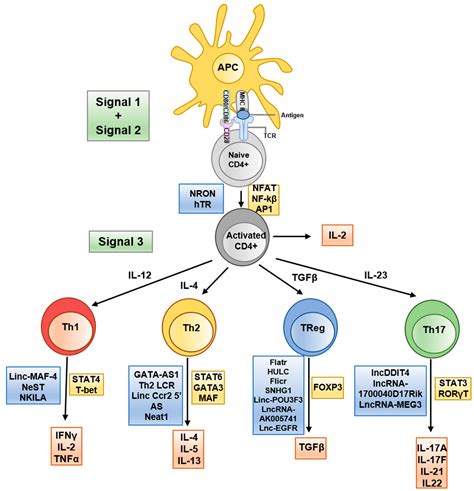 Ncrna Free Full Text Long Non Coding Rna Function In Cd T Cells