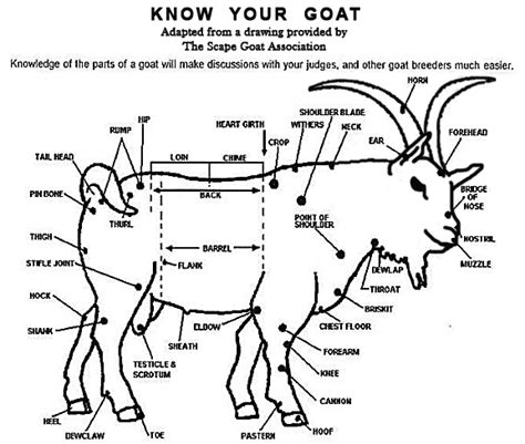 There Are No More Secrets When It Comes To Goats Boer Goats Goats