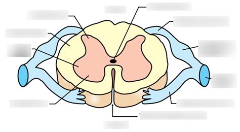 Spinal Cord Cross Section Diagram Quizlet